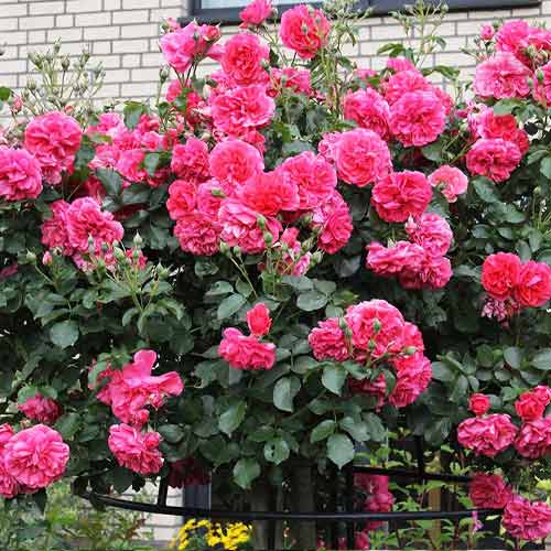 Роза плетистая Парфюм Роял рисунок 1 артикул 5811