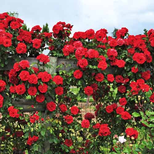 Роза плетистая Рамблинг Рози рисунок 1 артикул 5812