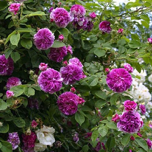 Троянда плетиста Русселіана зображення 1 артикул 3782