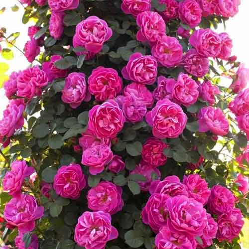 Троянда плетиста Силуета Парфюм зображення 1 артикул 5814