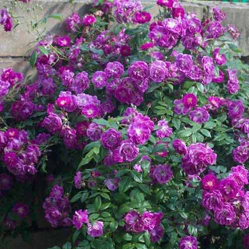 Роза плетистая Силуэтта Перпл рисунок 1 артикул 5815