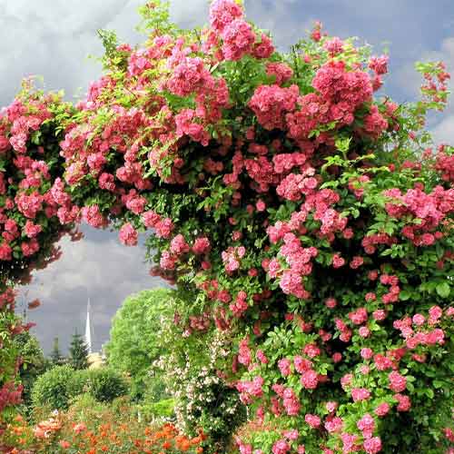 Роза плетистая Силуэтта Романтик рисунок 1 артикул 5816