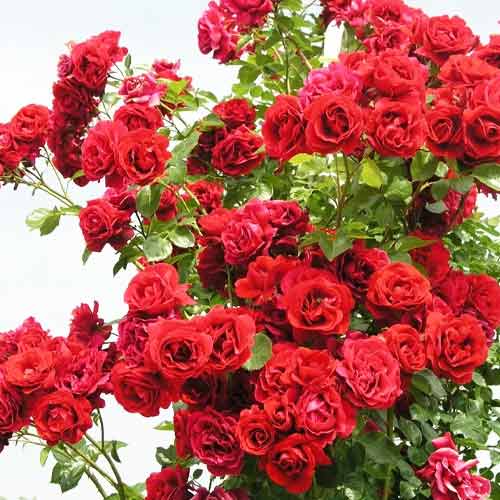 Роза плетистая Симпатия рисунок 1 артикул 3708