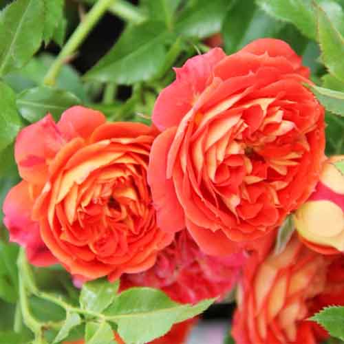 Роза плетистая Старлет Роуз Кармен рисунок 1 артикул 5817