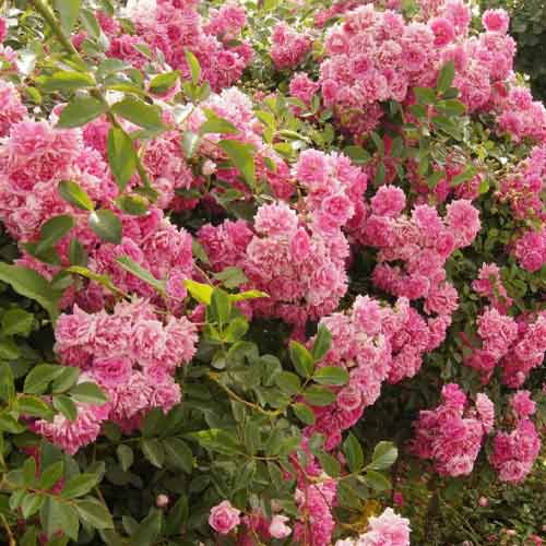 Роза плетистая Супер Дороти рисунок 1 артикул 3783