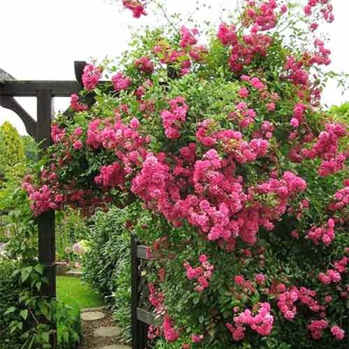 Роза плетистая Супер Эксцельза рисунок 1 артикул 3784