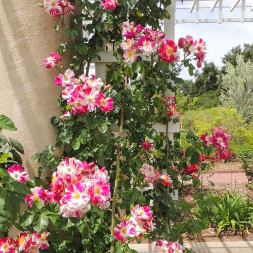 Роза плетистая Твист рисунок 1 артикул 3709