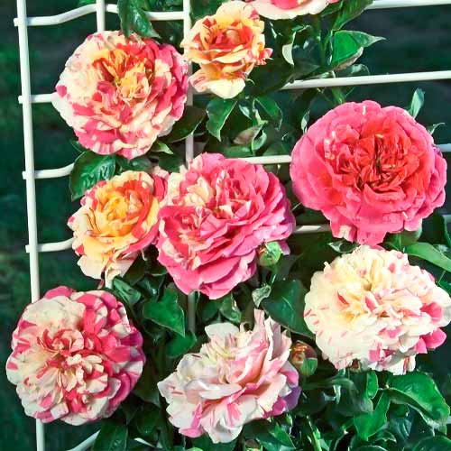 Троянда плетиста Ваніль Фрейз (Vanille Fraise) артикул фото 1 Троянда плетиста Ваніль Фрейз (Vanille Fraise) зображення 1 артикул 3770