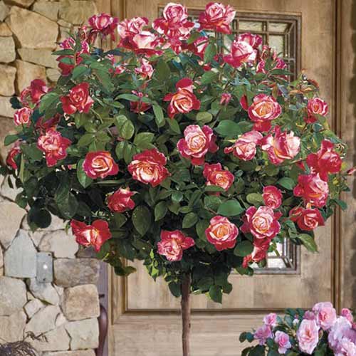 Троянда штамбова Абракадабра, 2 прививки зображення 1 артикул 5215