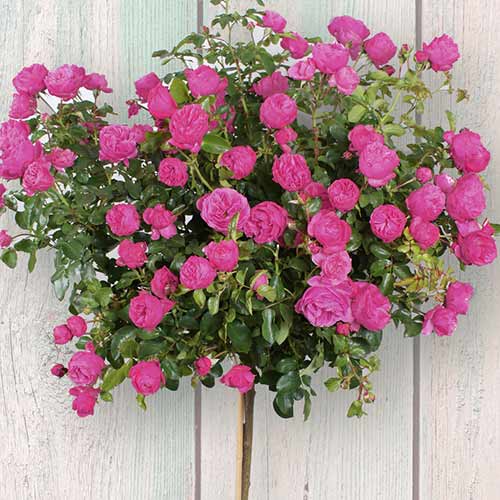 Роза штамбовая Бисантенэр де Гийо, 2 прививки рисунок 1 артикул 5219