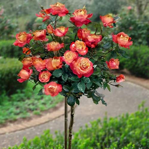 Роза штамбовая Черри Бренди, 2 прививки рисунок 1 артикул 5225