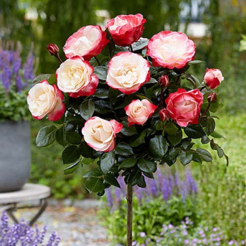 Роза штамбовая Дабл Делайт, 2 прививки рисунок 1 артикул 5222