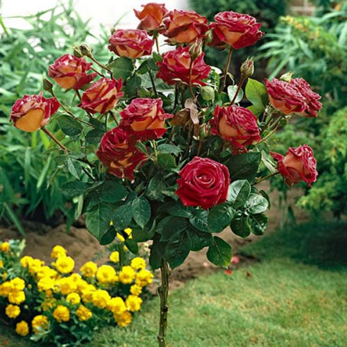 Роза штамбовая Эдди Митчел, 2 прививки рисунок 1 артикул 5226