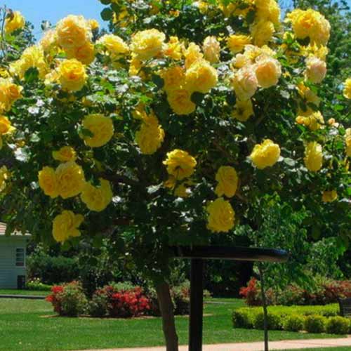 Роза штамбовая Голден Шауэрс, 2 прививки рисунок 1 артикул 5218