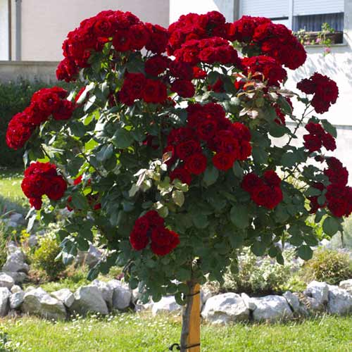 Роза штамбовая Мунстед Вуд, 2 прививки рисунок 1 артикул 5223