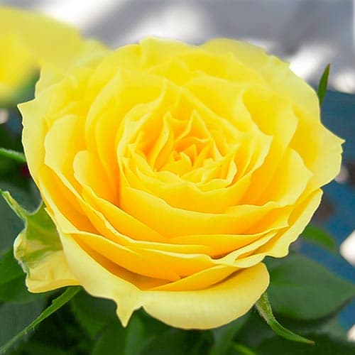 Троянда спрей Апполо зображення 1 артикул 4583