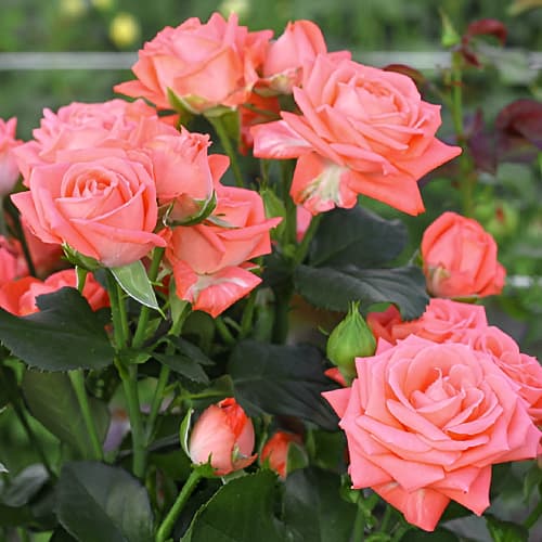 Троянда спрей Барбадос (Barbados) зображення 1 артикул 3712