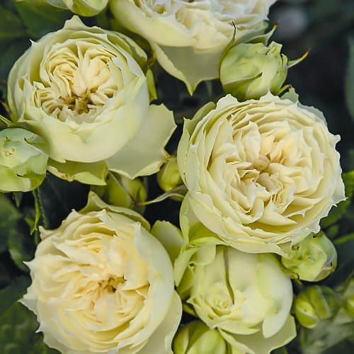 Троянда спрей Бланшетт (Blanchette) зображення 1 артикул 6049