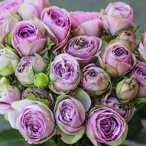 Троянда спрей Блоссом Бабблс (Blossom Bubbles) зображення 1 артикул 6050