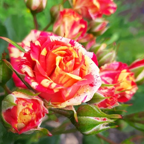 Троянда спрей Фаєр Флеш зображення 1 артикул 3715