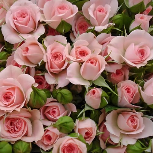 Троянда спрей Грація (Gracia) зображення 1 артикул 6054