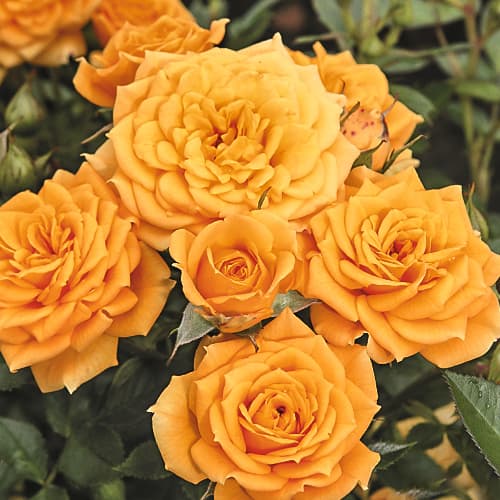 Роза спрей Клементина (Clementine) рисунок 1 артикул 6056