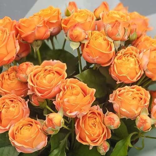 Роза спрей Корал Баблс (Coral Bubbles) рисунок 1 артикул 1517