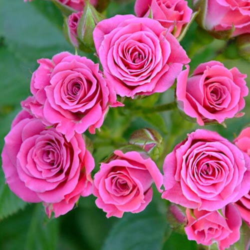 Роза спрей Лавли Лидия рисунок 1 артикул 3538