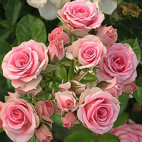 Роза спрей Литл Дрим (Little Dream) рисунок 1 артикул 6055