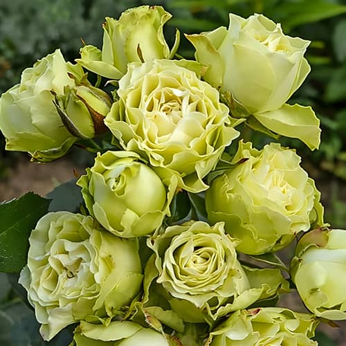 Троянда спрей Лувіана (Luviana) зображення 1 артикул 2053