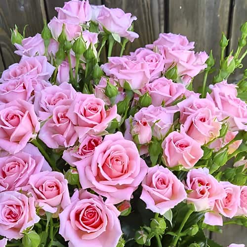 Роза спрей Маршмеллоу (Marshmallow) рисунок 1 артикул 6051