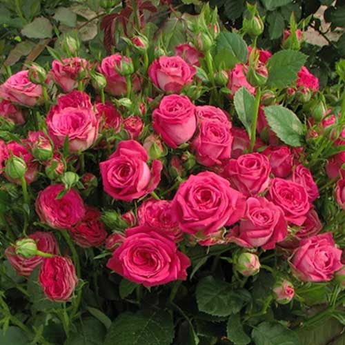 Роза спрей Мэджик Пепита рисунок 1 артикул 4588