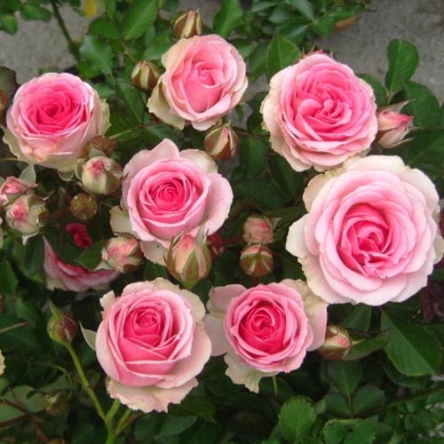 Троянда спрей Мімі Еден зображення 1 артикул 3539