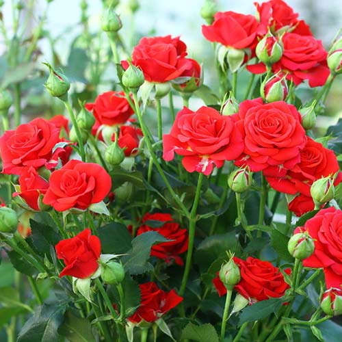 Роза спрей Мирабель рисунок 1 артикул 3713