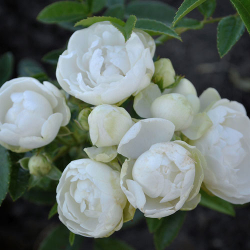 Роза спрей Морсдаг Вайт рисунок 1 артикул 4587