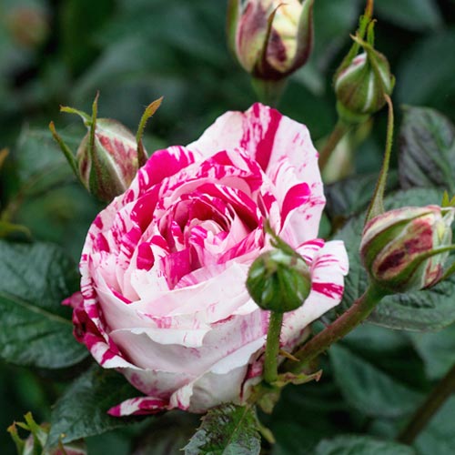 Троянда спрей Флеш Найт зображення 1 артикул 3714