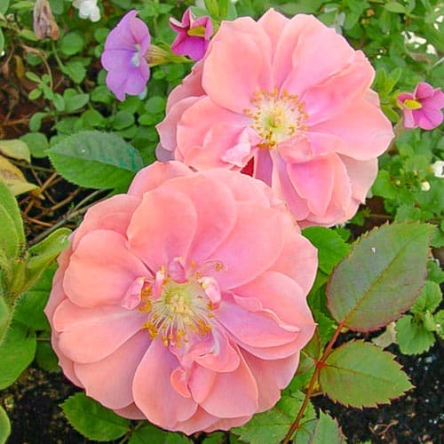 Троянда спрей Ранділла Роуз зображення 1 артикул 4591