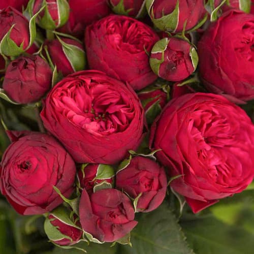 Роза спрей Ред Пиано (Red Piano) рисунок 1 артикул 1519