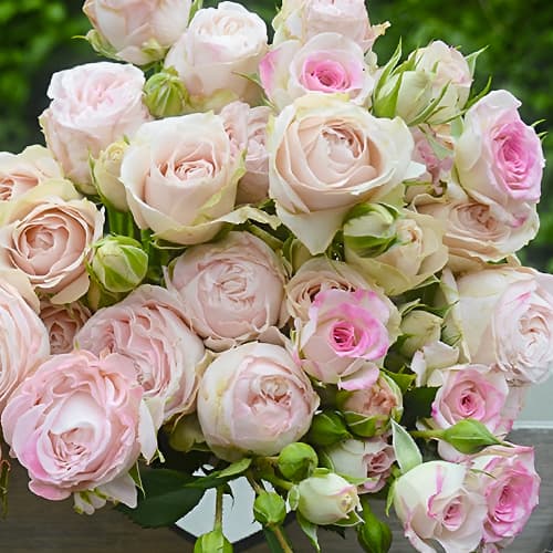 Роза спрей Сильвер Лэйс (Silver Lace) рисунок 1 артикул 2055