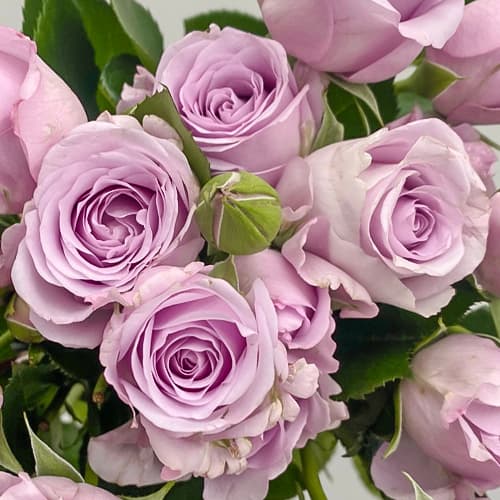 Троянда спрей Стерлінг Сенсейшен (Sterling Sensation) зображення 1 артикул 6052