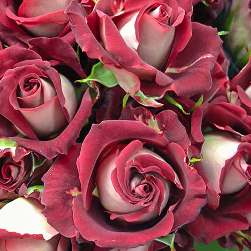 Роза спрей Тирамису (Tiramisu) рисунок 1 артикул 6053