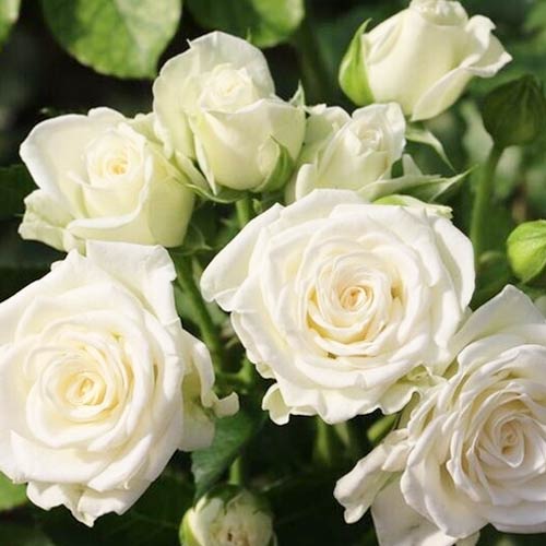 Роза спрей Вайт Леди рисунок 1 артикул 4585