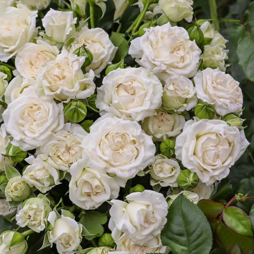 Троянда спрей Вайт Лідія (White Lydia) артикул фото 1 Троянда спрей Вайт Лідія (White Lydia) зображення 1 артикул 3537