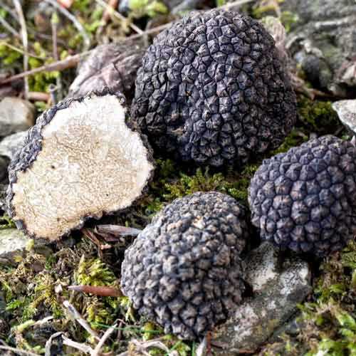 Трюфель чорний 60 мл артикул фото 2 Трюфель чорний 60 мл зображення 2 артикул 9741