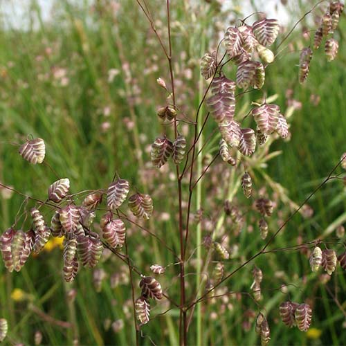 Трясучка середня артикул фото 1 Трясучка середня зображення 1 артикул 01415