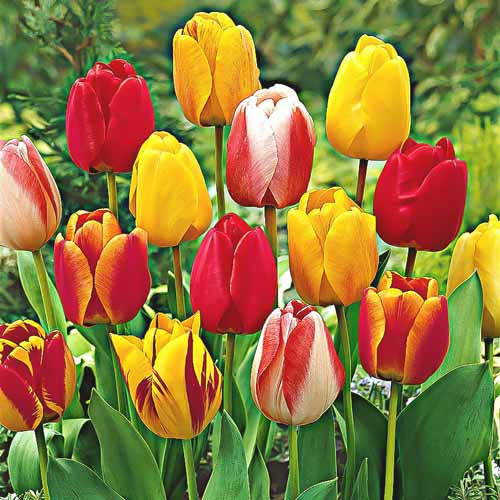 Тюльпаны Дарвина, смесь окрасок рисунок 1 артикул 67453