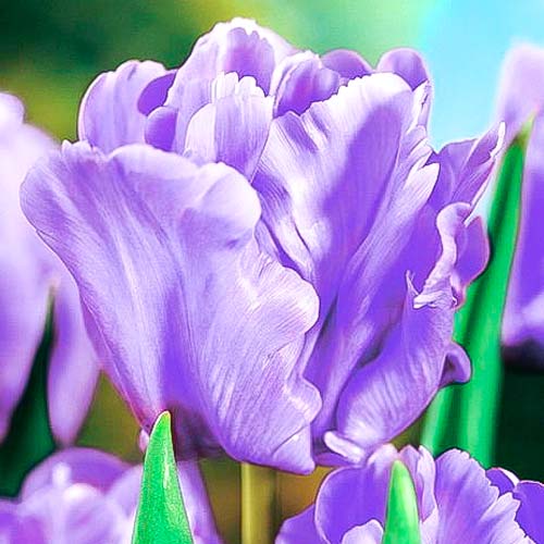 Тюльпан попугайный Блю Пэррот, луковицы рисунок 1 артикул 67490