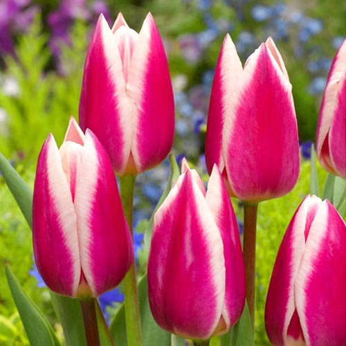 Тюльпан Триумф Силк Сюрпрайз рисунок 1 артикул 68117