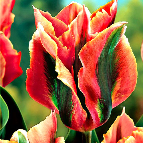 Тюльпан зеленоквітковий Артист зображення 2 артикул 67512