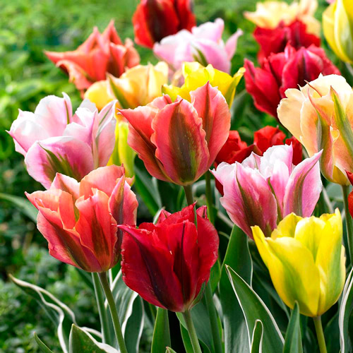 Тюльпан зеленоцветный, смесь окрасок артикул фото 2 Тюльпан зеленоцветный, смесь окрасок рисунок 2 артикул 67516